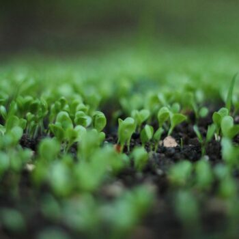 green leafed plant bokeh photography