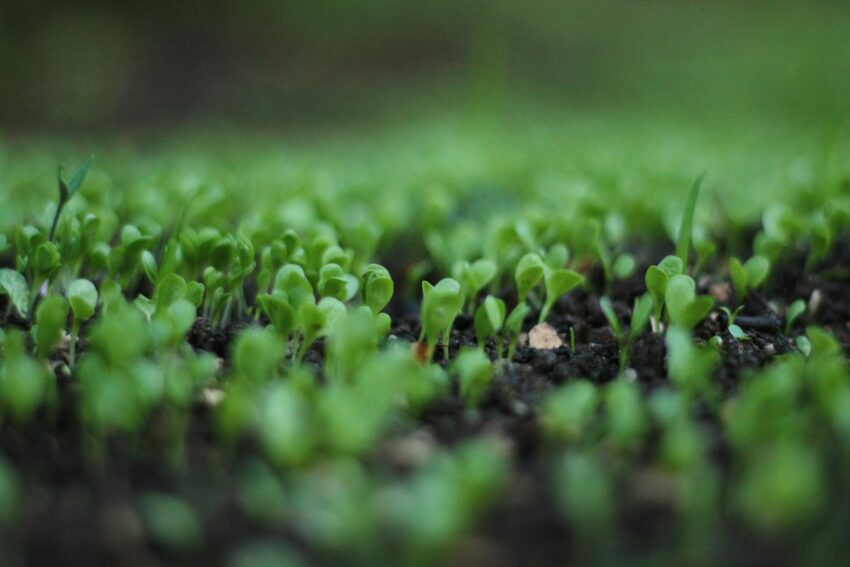 green leafed plant bokeh photography